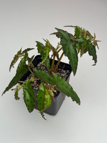 Begonia Amphioxus #1