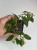 Begonia Amphioxus #1