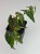 Begonia Amphioxus #3