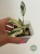 Filodendron (Philodendron) Emerald Queen Variegata