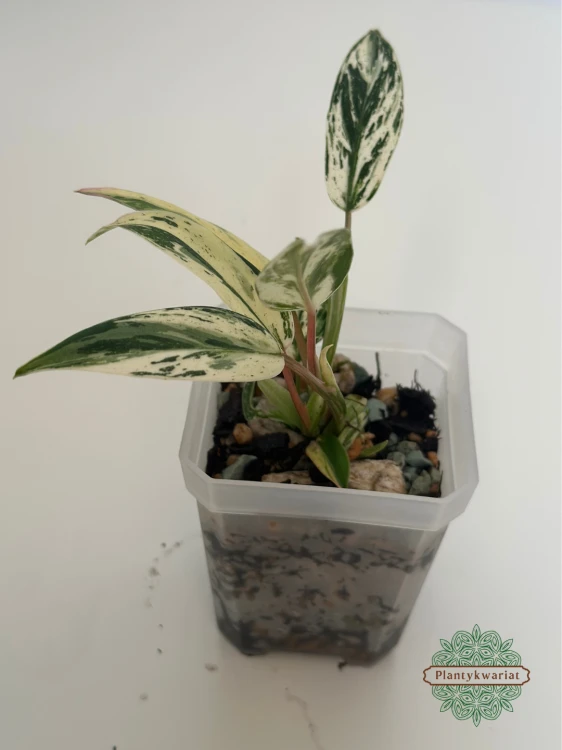 Filodendron (Philodendron) Emerald Queen Variegata
