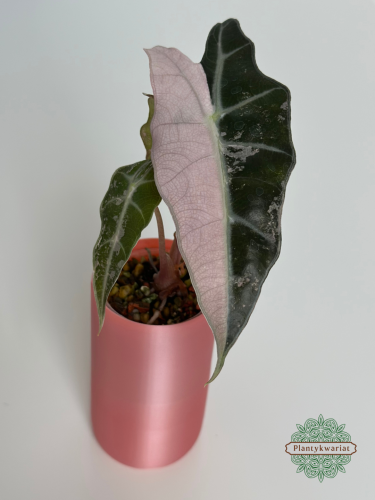 Alokazja (Alocasia) Polly Pink Variegata