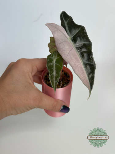 Alokazja (Alocasia) Polly Pink Variegata
