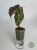 Alokazja (Alocasia) Polly Pink Variegata