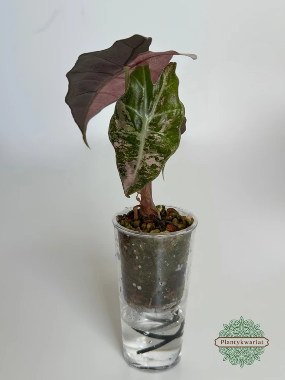 Alokazja (Alocasia) Polly Pink Variegata