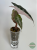 Alokazja (Alocasia) Polly Pink Variegata