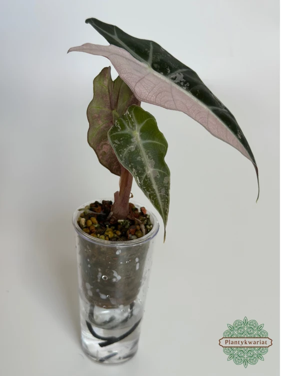 Alokazja (Alocasia) Polly Pink Variegata