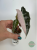 Alokazja (Alocasia) Polly Pink Variegata
