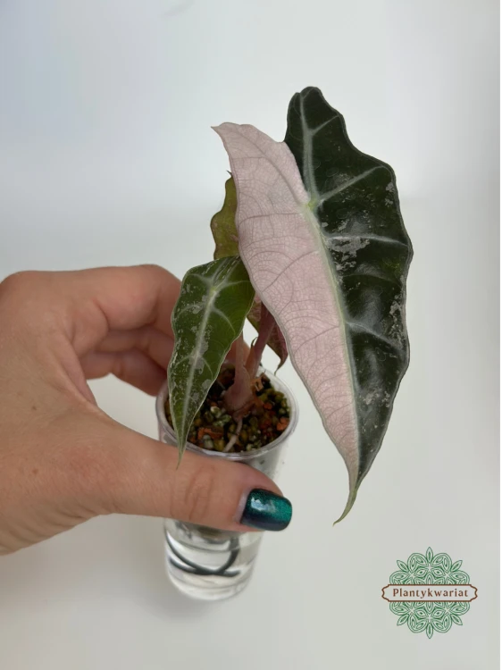 Alokazja (Alocasia) Polly Pink Variegata