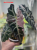 Alokazja (Alocasia) Polly Pink Variegata