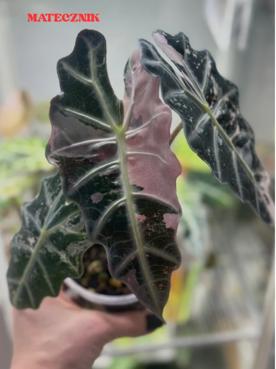 Alokazja (Alocasia) Polly Pink Variegata