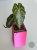 Alokazja (Alocasia) Venom
