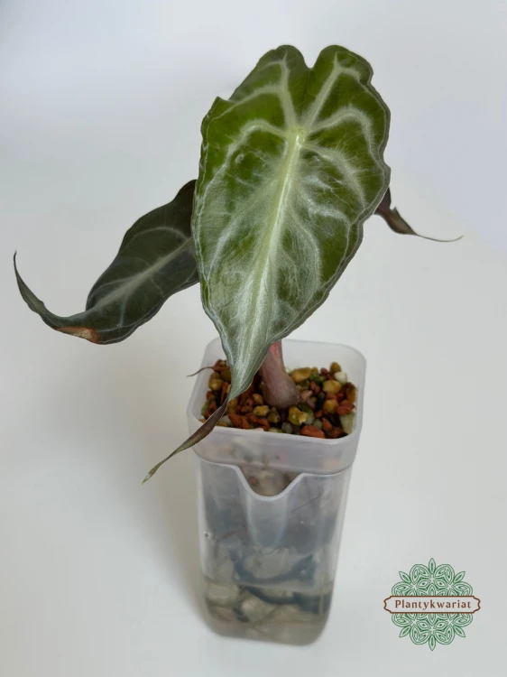 Alokazja (Alocasia) Venom