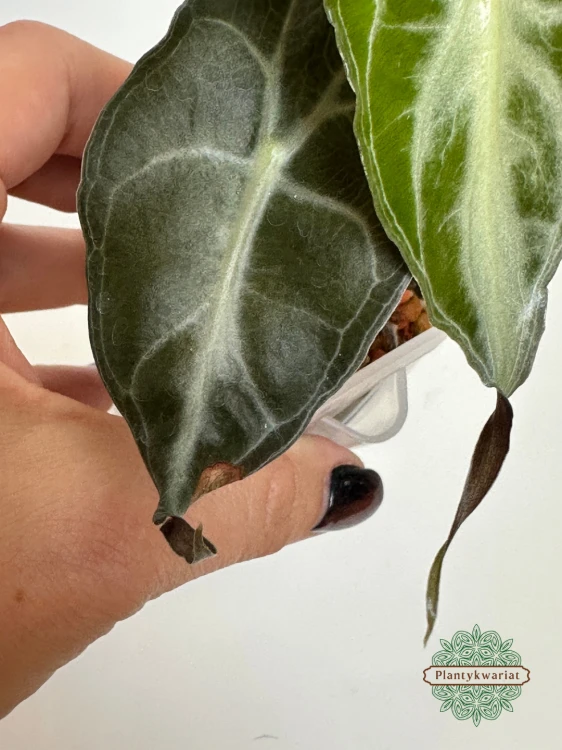 Alokazja (Alocasia) Venom