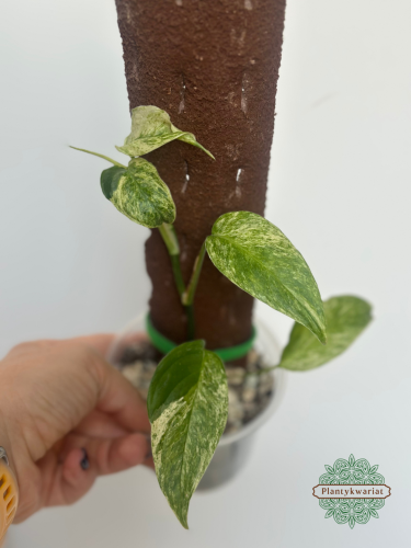 Monstera Laniata Mint