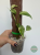 Monstera Laniata Mint