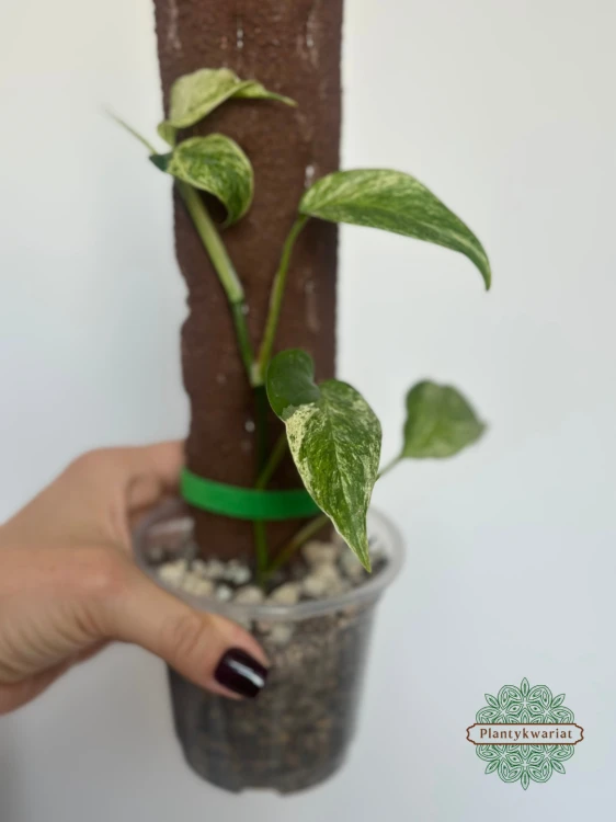 Monstera Laniata Mint