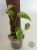 Monstera Laniata Mint