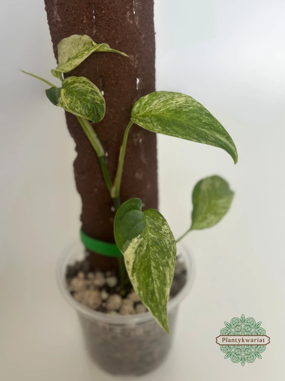 Monstera Laniata Mint
