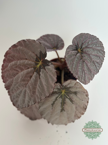 Begonia Grey Earl