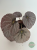 Begonia Grey Earl