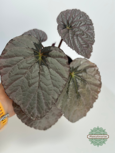 Begonia Grey Earl