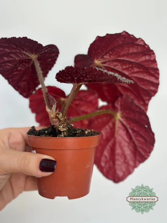 Begonia Grey Earl