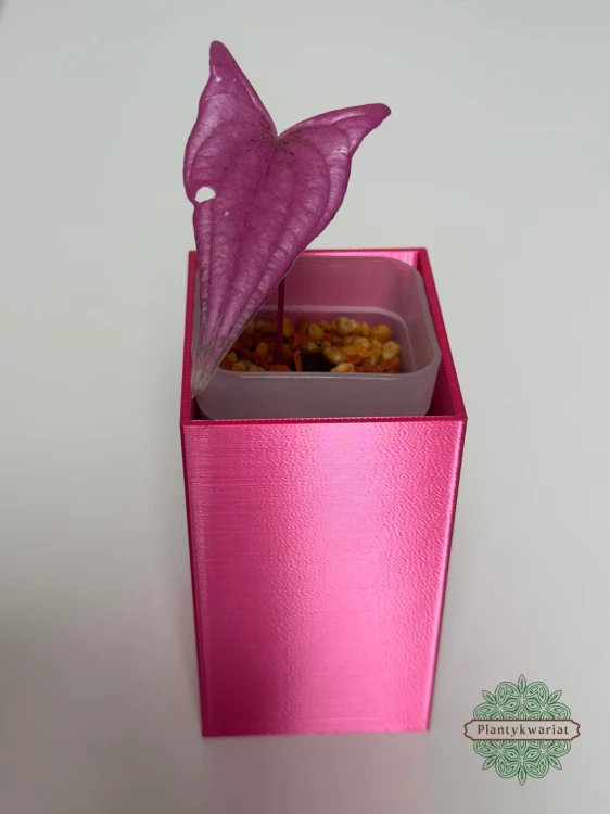 Dioscorea Pink Pixel (Dioscorea garrettii sp. Pixel)