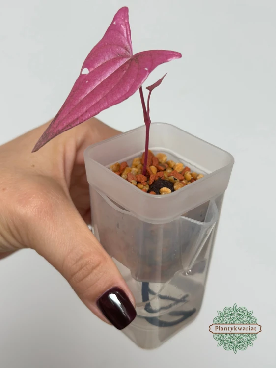 Dioscorea Pink Pixel (Dioscorea garrettii sp. Pixel)