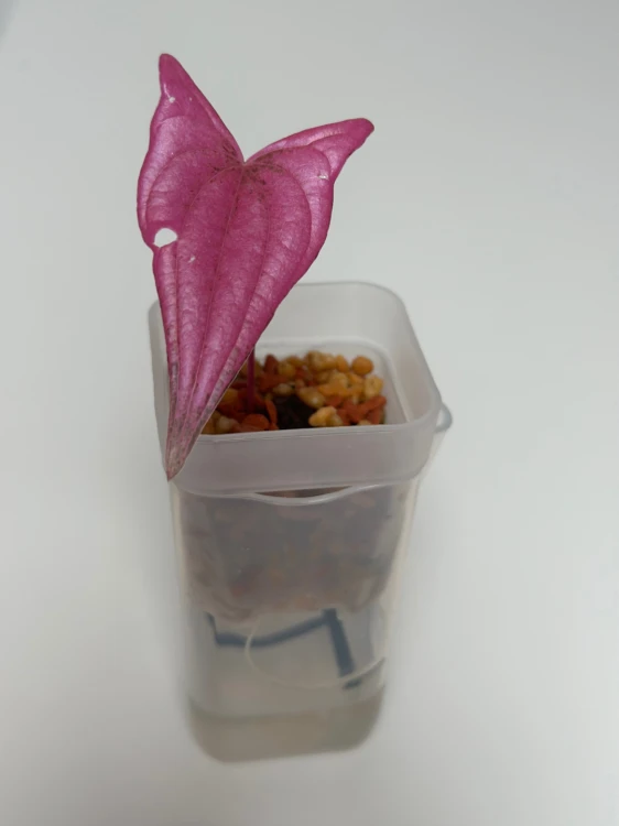 Dioscorea Pink Pixel (Dioscorea garrettii sp. Pixel)