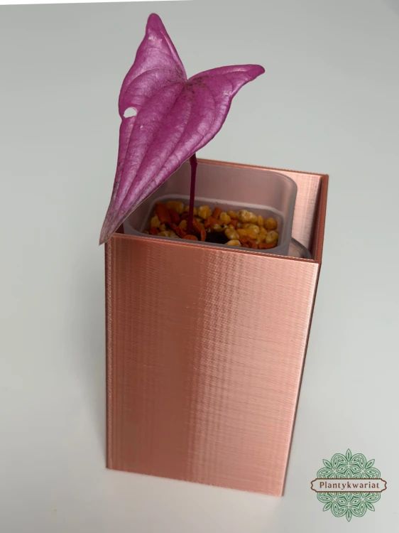 Dioscorea Pink Pixel (Dioscorea garrettii sp. Pixel)