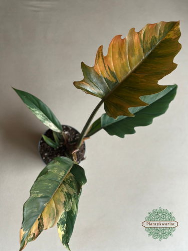 Filodendron (Philodendron) Caramel Marble