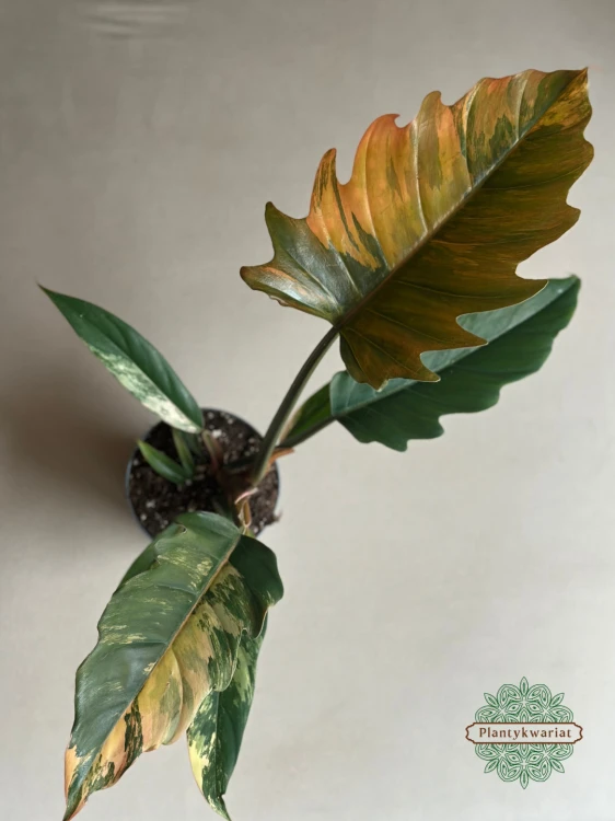 Filodendron (Philodendron) Caramel Marble