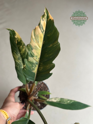 Filodendron (Philodendron) Caramel Marble