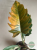 Filodendron (Philodendron) Caramel Marble