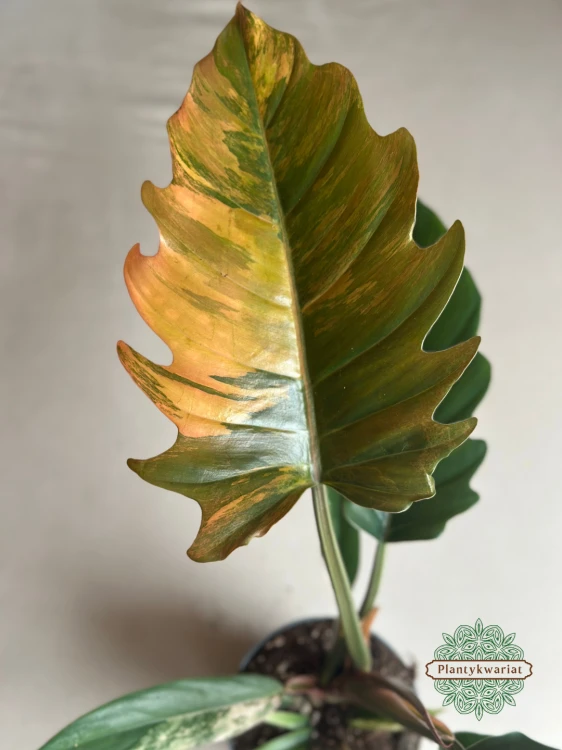 Filodendron (Philodendron) Caramel Marble