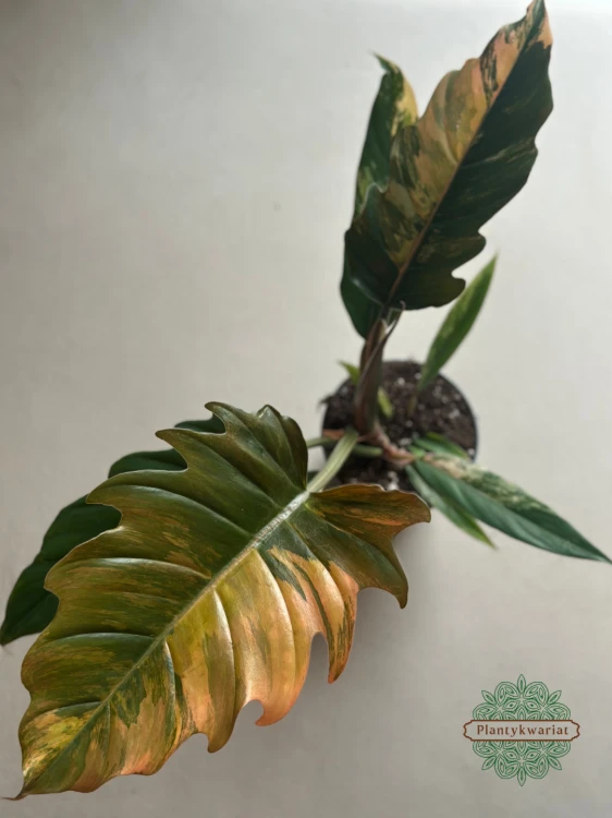 Filodendron (Philodendron) Caramel Marble