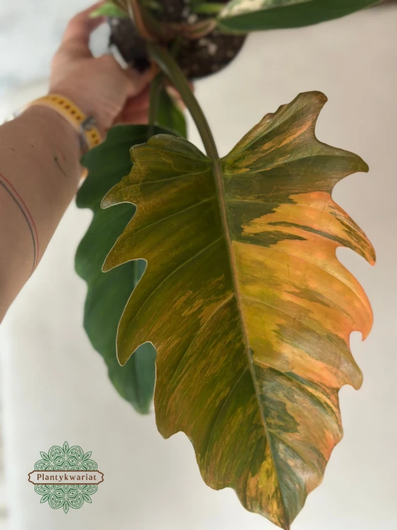 Filodendron (Philodendron) Caramel Marble