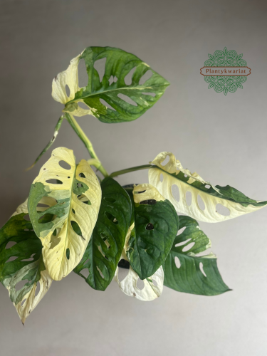 Monstera obliqua monkey Japanese Tricolour