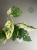 Monstera obliqua monkey Japanese Tricolour