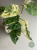 Monstera obliqua monkey Japanese Tricolour