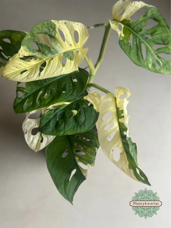 Monstera obliqua monkey Japanese Tricolour