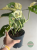 Monstera obliqua monkey Japanese Tricolour