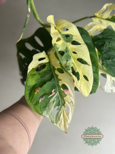 Monstera obliqua monkey Japanese Tricolour