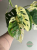 Monstera obliqua monkey Japanese Tricolour