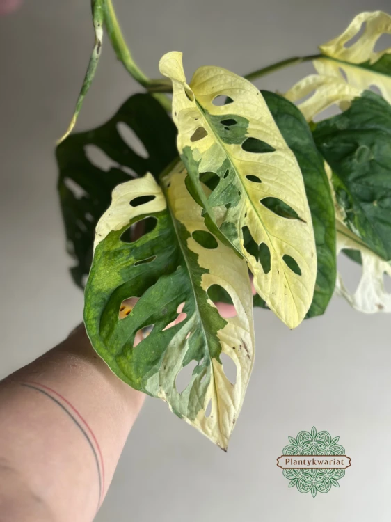 Monstera obliqua monkey Japanese Tricolour