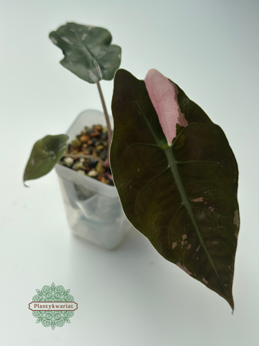 Alokazja (Alocasia) Chantrieri Pink Variegata