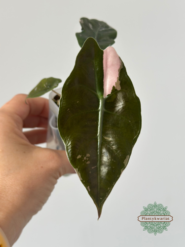 Alokazja (Alocasia) Chantrieri Pink Variegata