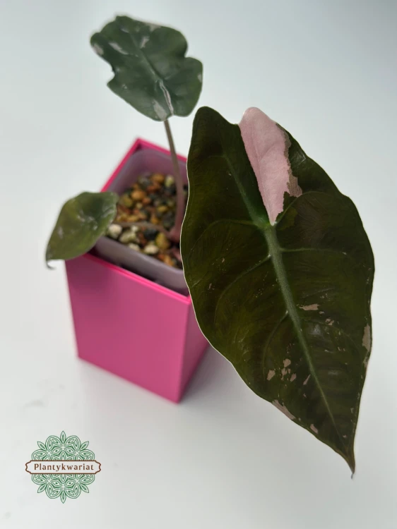 Alokazja (Alocasia) Chantrieri Pink Variegata