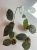 Hoja (Hoya) Coriacea Silver